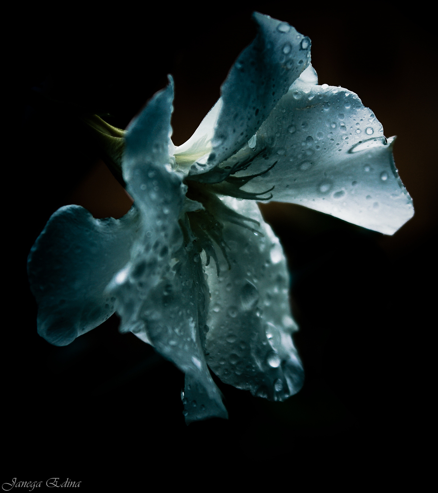 Hibiszkusz az éjszakában