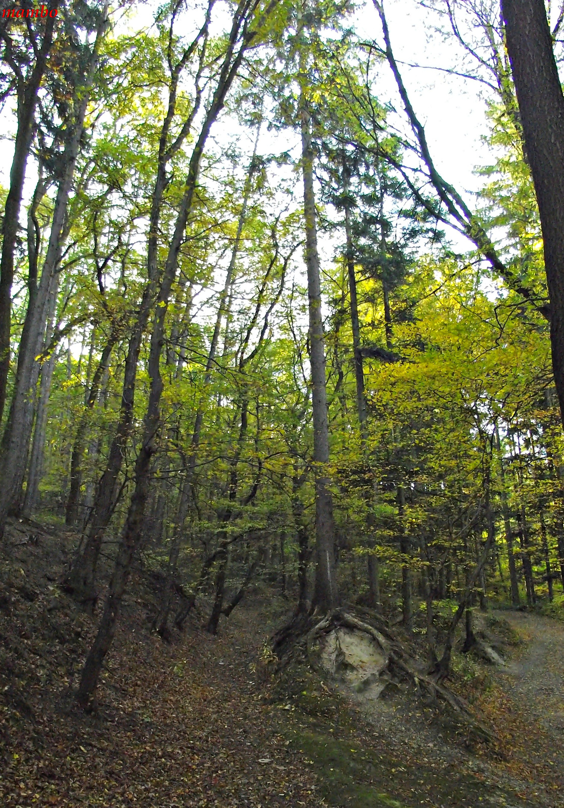 Soproni erdő őszel