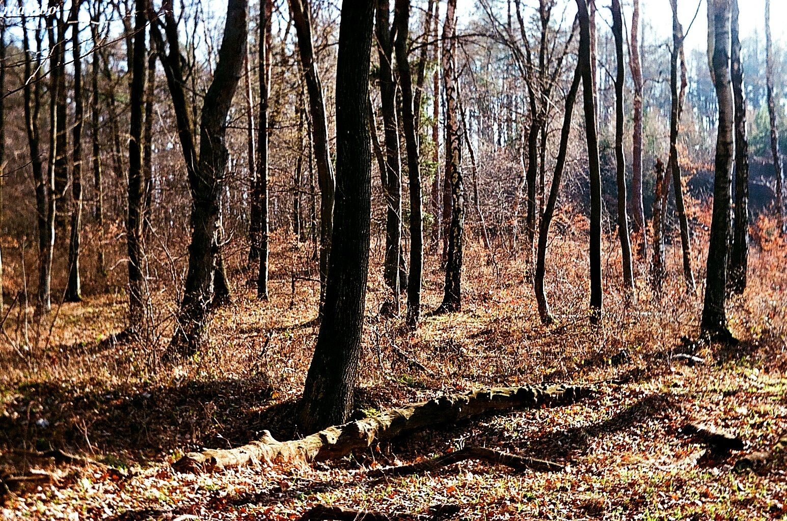 Alpok alja.Jön a tavasz.Focus.30FF.RekeszF5,6.Zársebeség.125