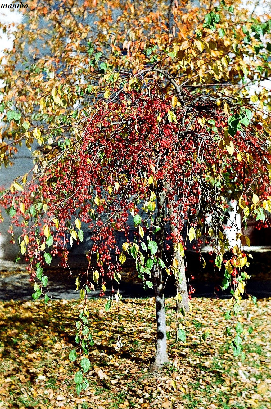 Color of autumn.Fókusz15Ft,RekeszF5,6,Zársebeség175.
