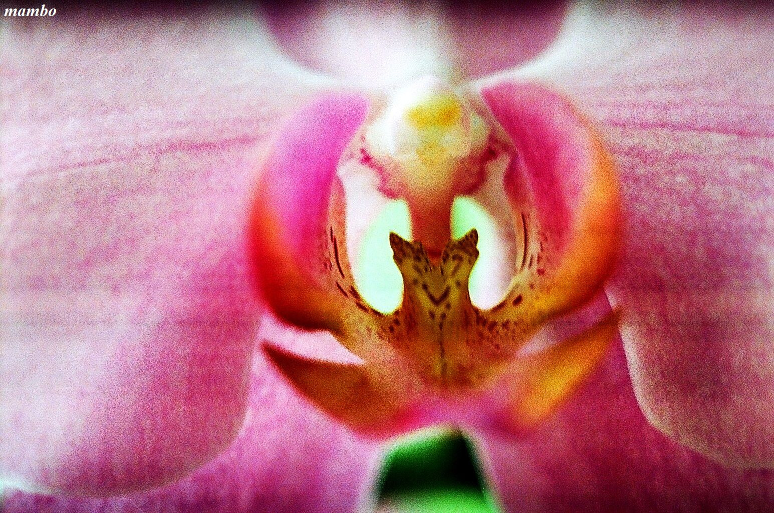 Orchidea.Fókusz.s.makro,RekeszF2,9,Zársebeség 60.