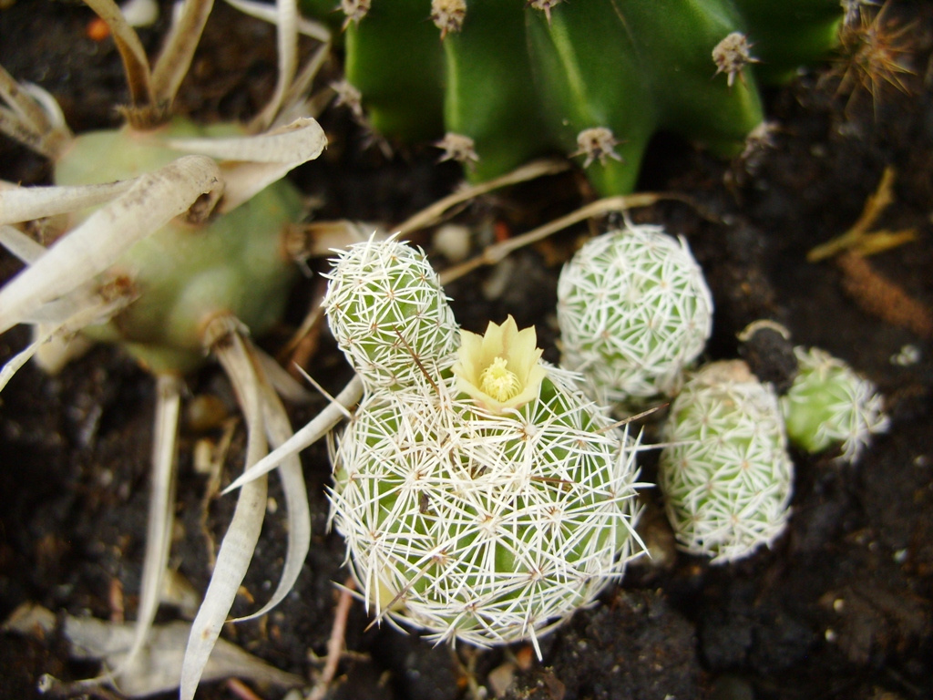Kaktuszvirágocska