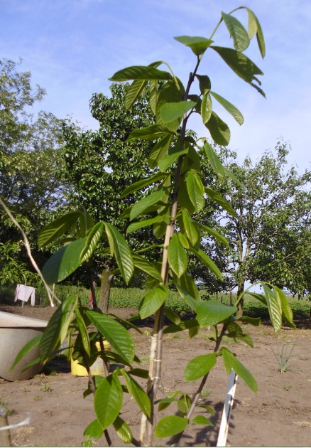 Asimina Triloba Sunflower 2