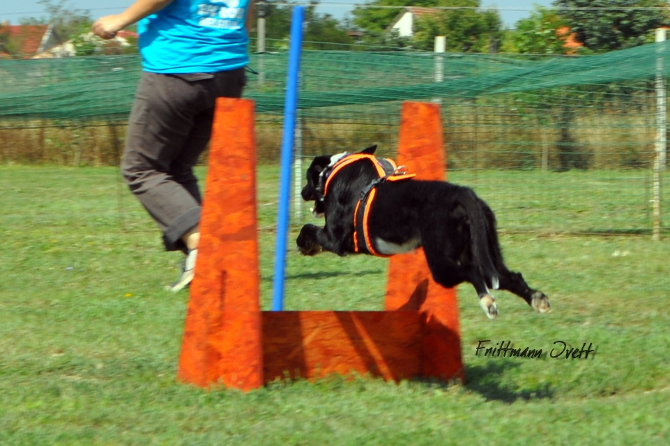 Flyball szemi (38)