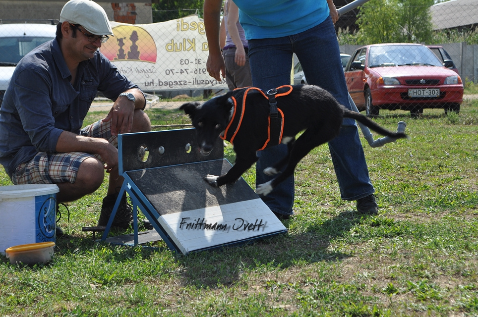 Flyball szemi (40)