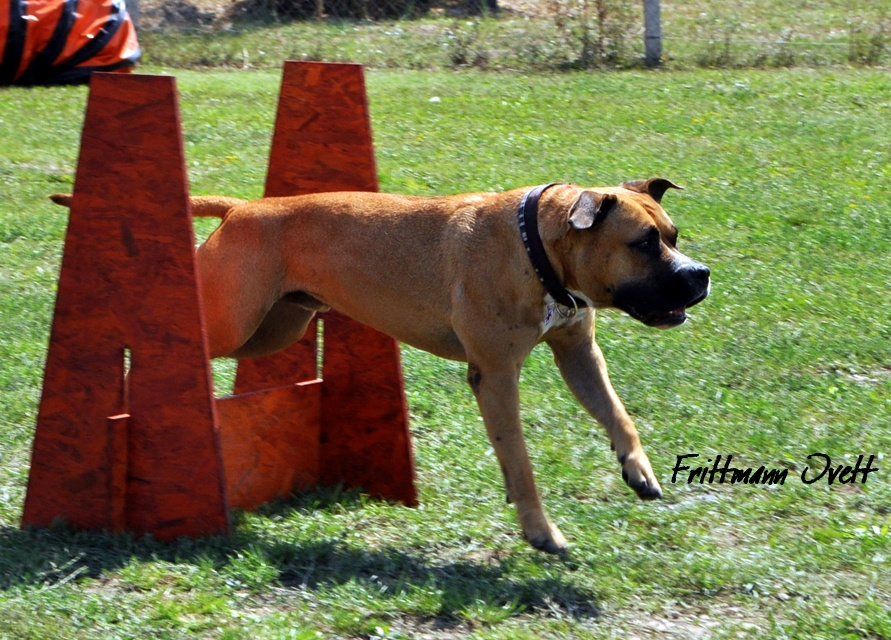 Flyball szemi (157)