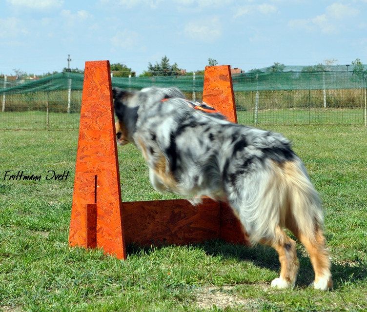 Flyball szemi (188)