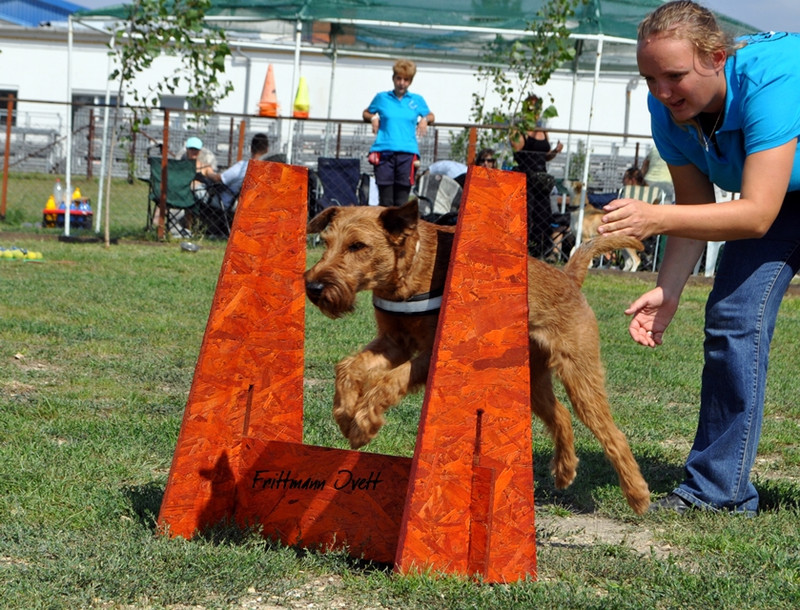 Flyball szemi (251)