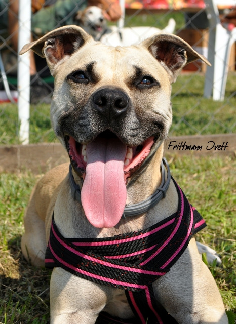 Flyball szemi (318)