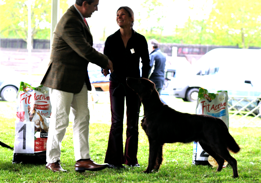 Dolcarosa all knowing Flat Coated Retriever Reserve Best of Grou