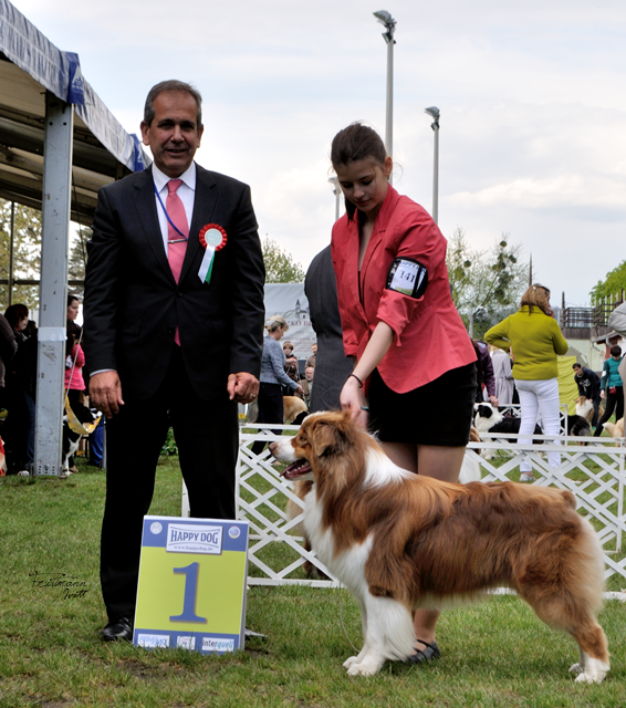 Silver Dream Aussie's Eminent - open male CAC