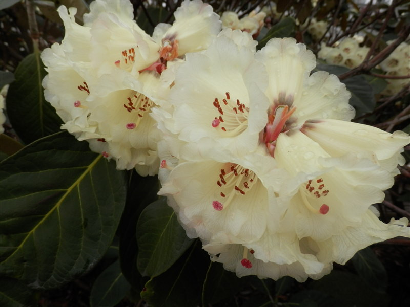 halvány rhodo