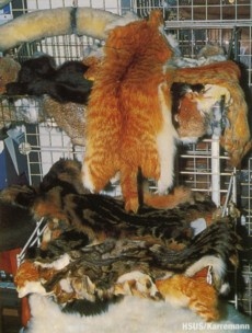 Macska szőrme - Kína