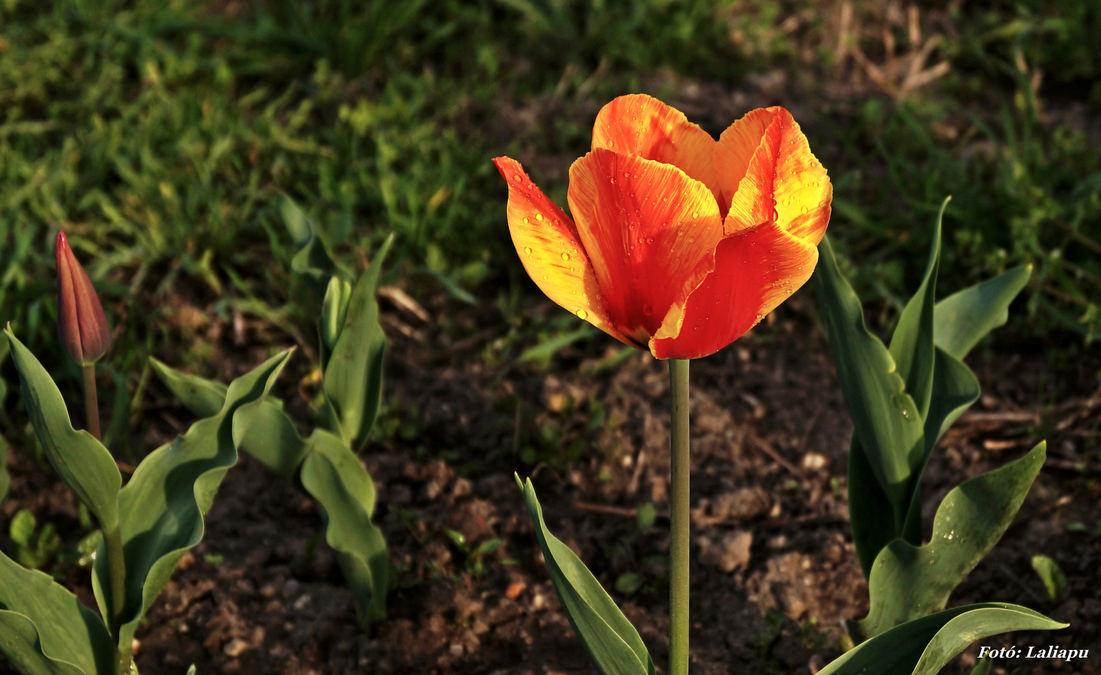 Nyílnak a tulipánok