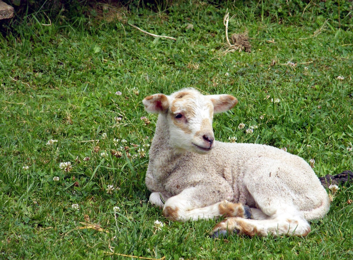 Pihenő bárány