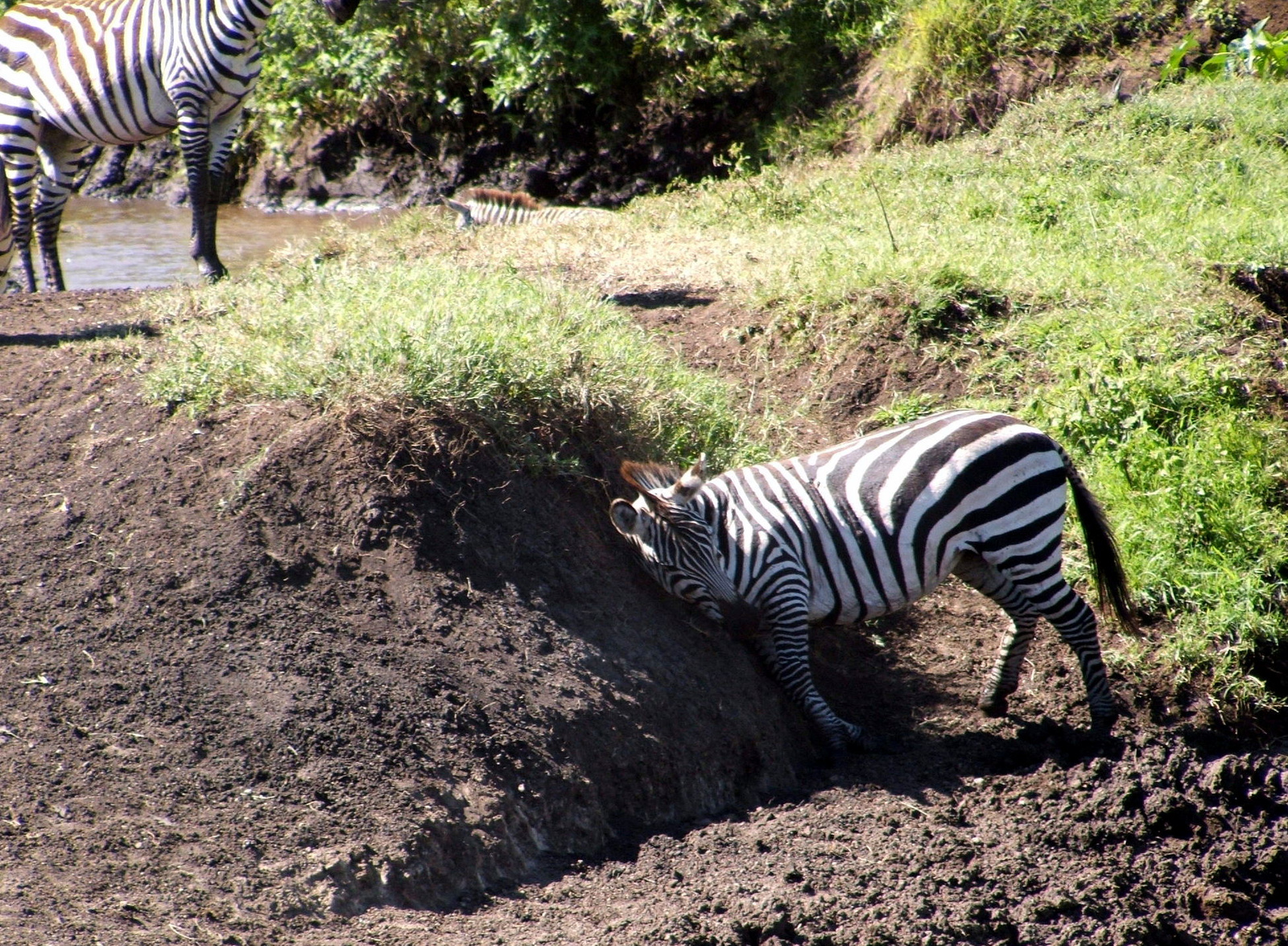 Zebra dörgölődzik
