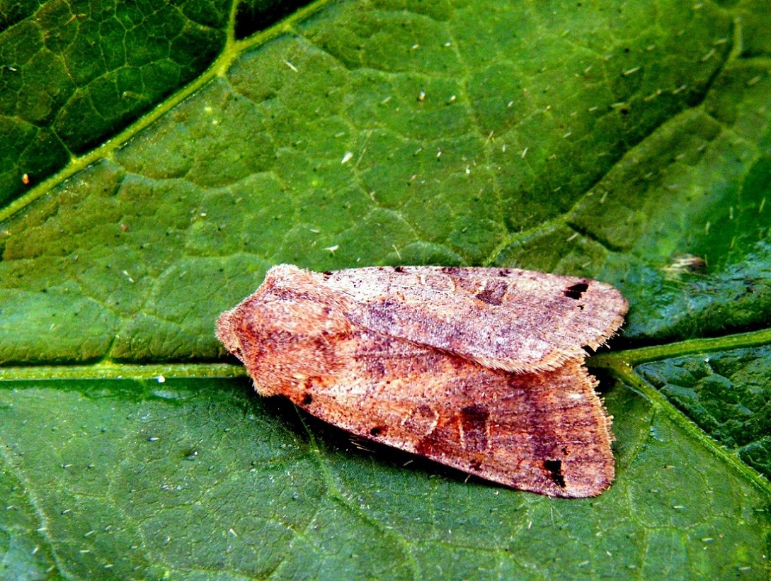 Tarka őszibagoly - Agrochola litura