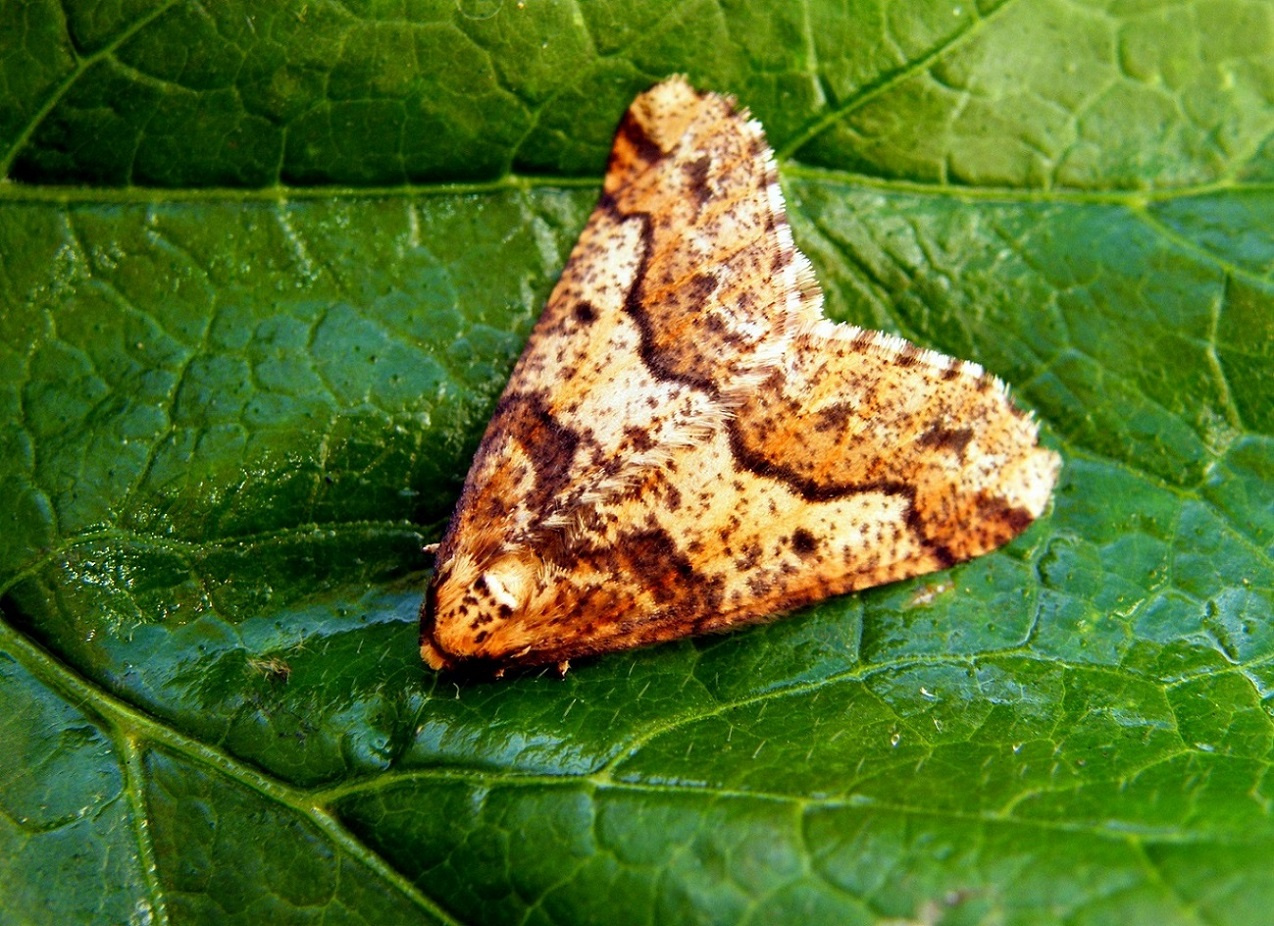 Nagy téliaraszoló - Erannis defoliaria