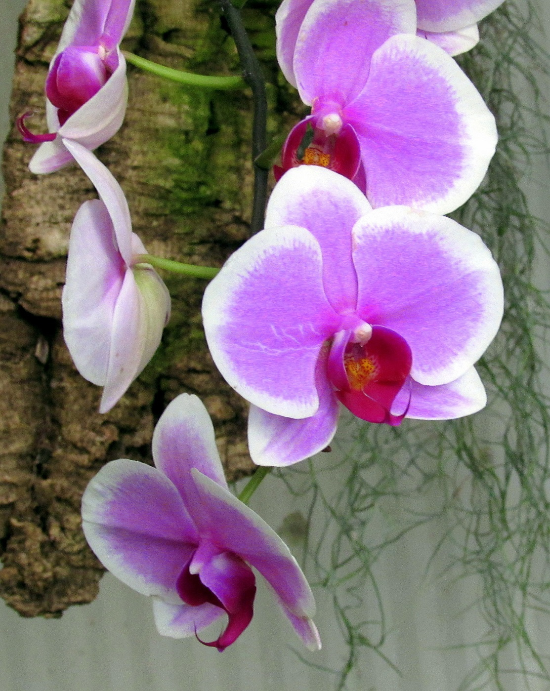 Orchidea 5