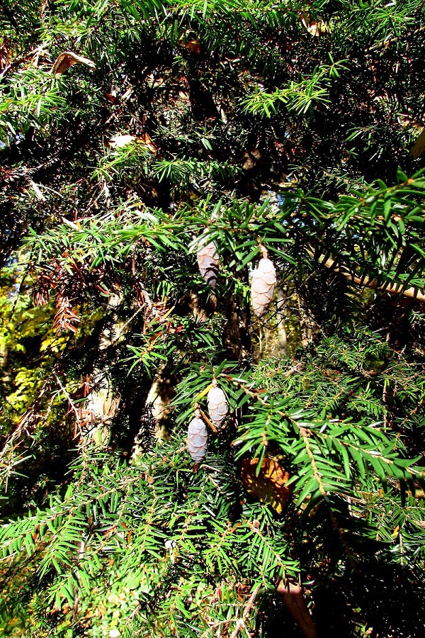 Hemlock-fenyő - Tsuga canadensis