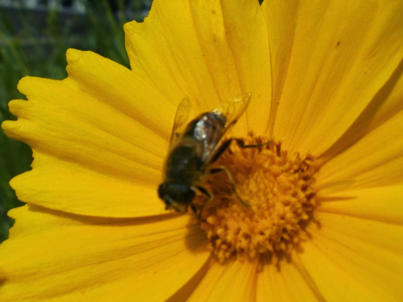 Főldi méh