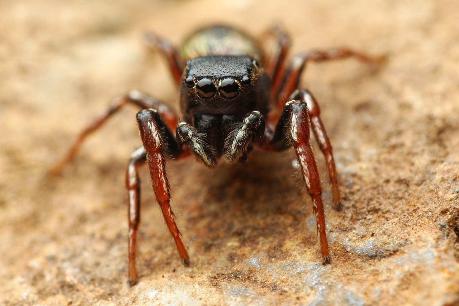 Heliophanus ♂