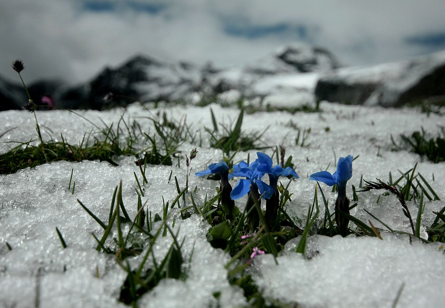 Grossglockner