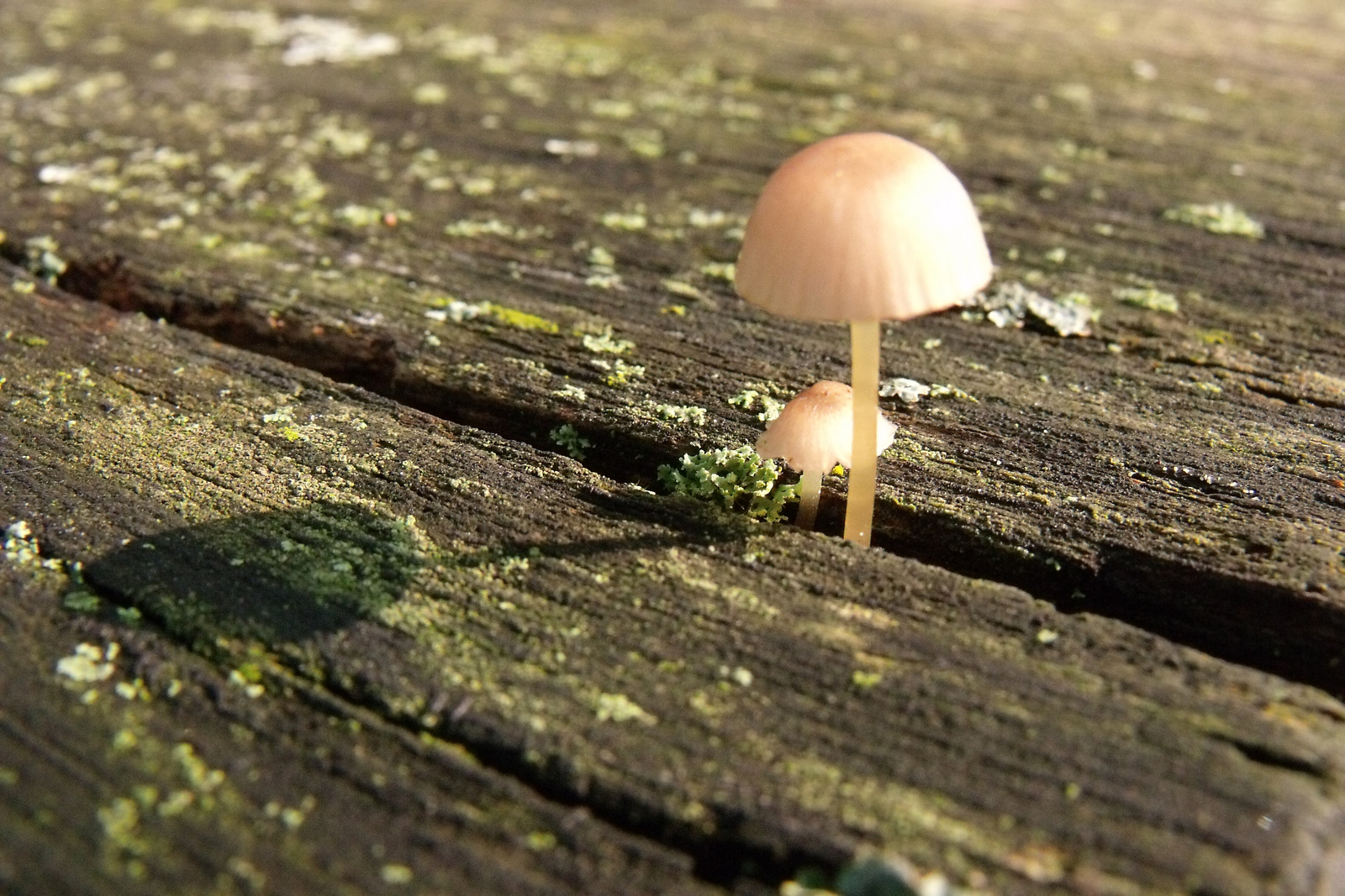 DSCF0148 Kis gombák egy erdei asztalon, ősszel