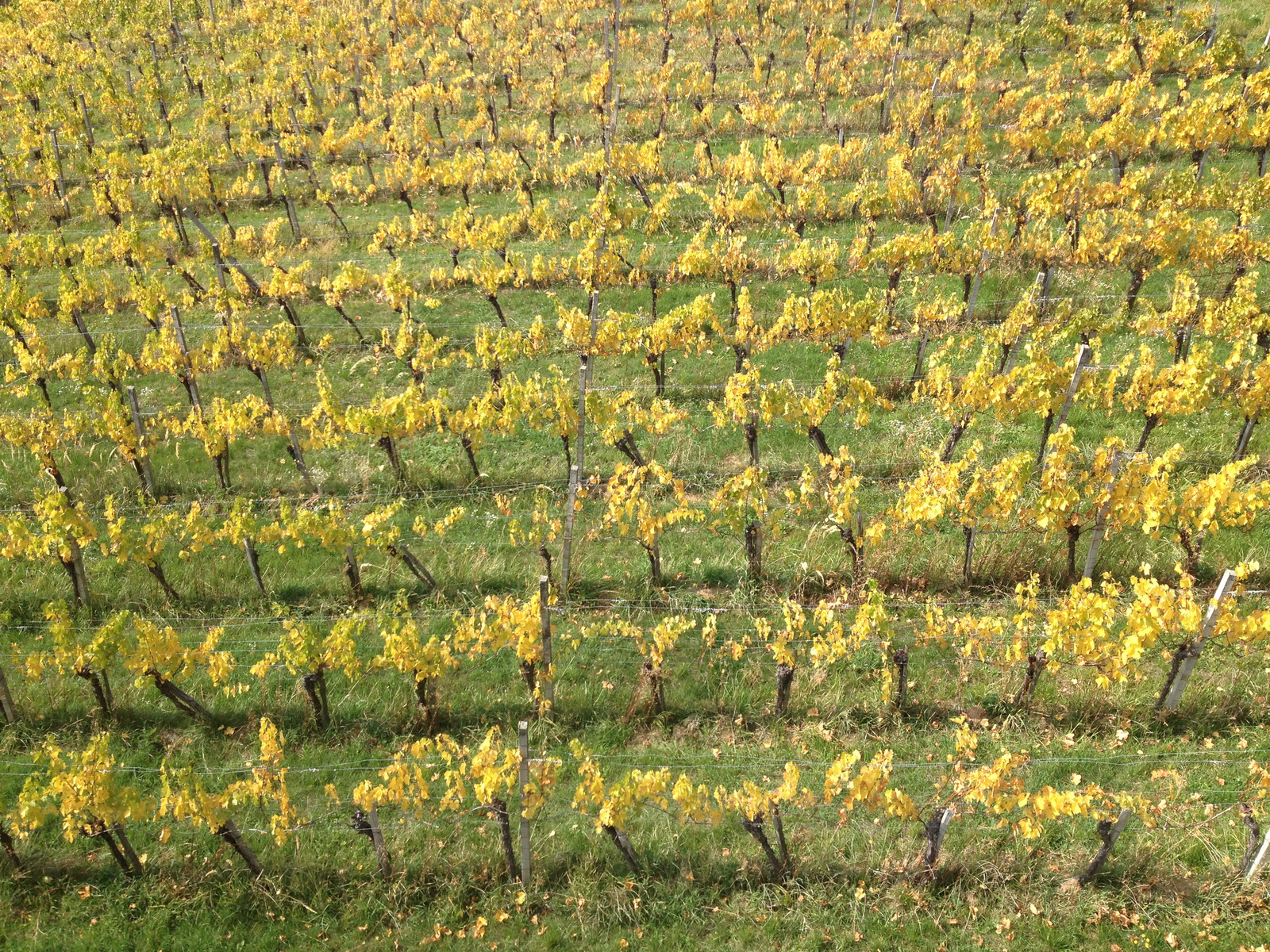 IMG 4739 Eisenberg, sárguló szőlő a kilátó alatt