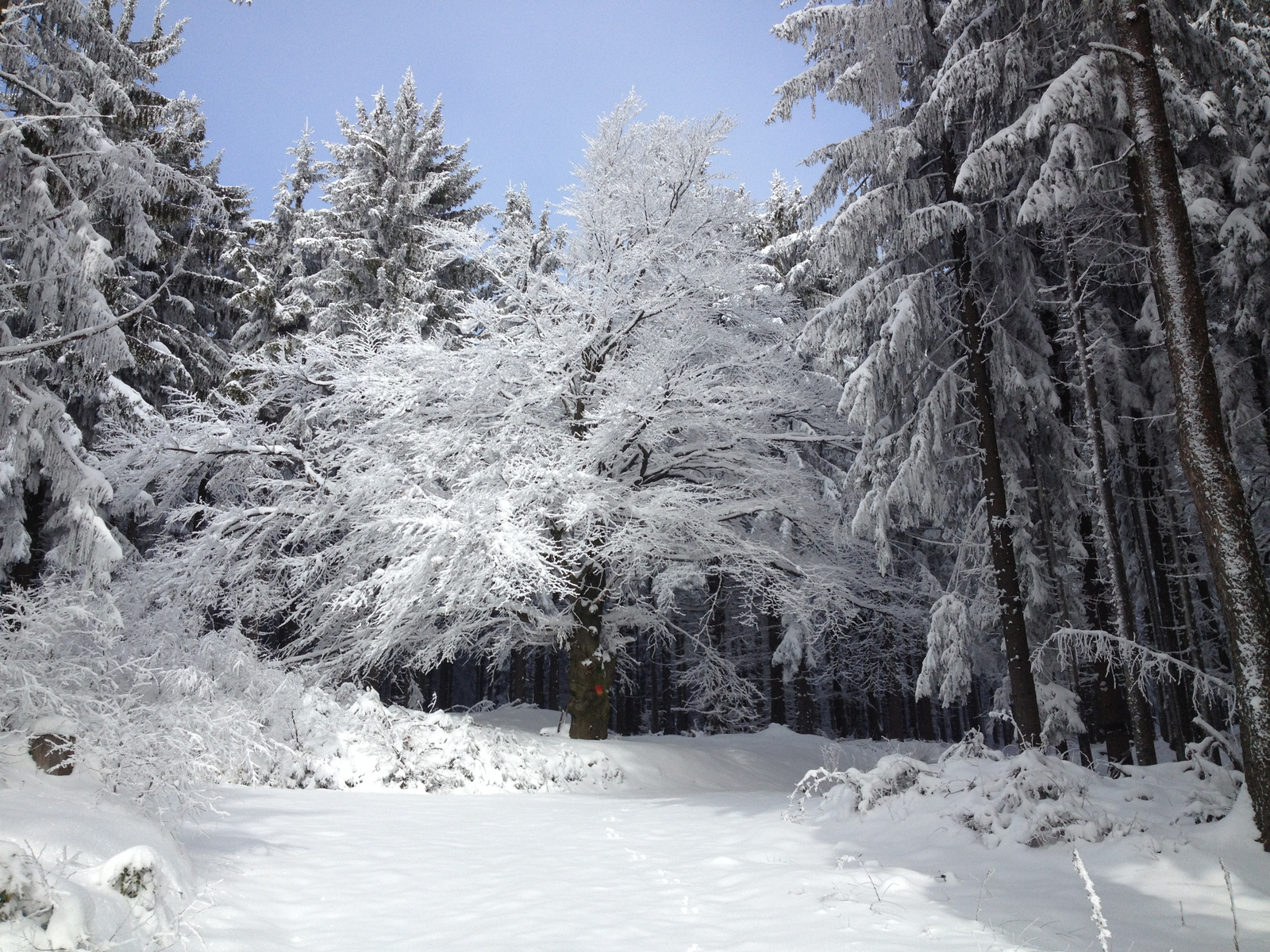IMG 6055 Csodálatos havas-deres erdő 800 m felett
