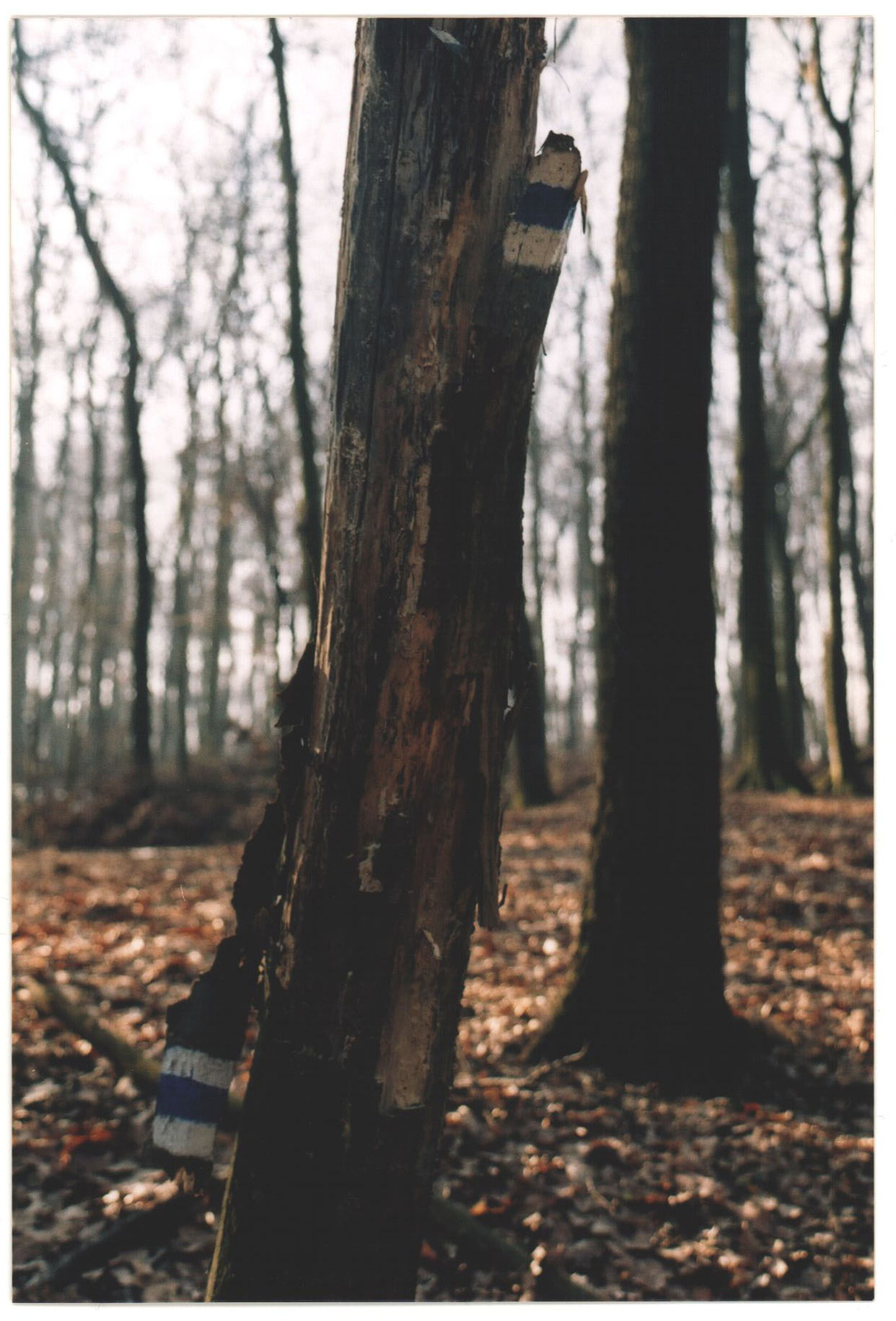 114 Fával pusztulnak el a jelzések, Grádics-erdő 2003-03-02