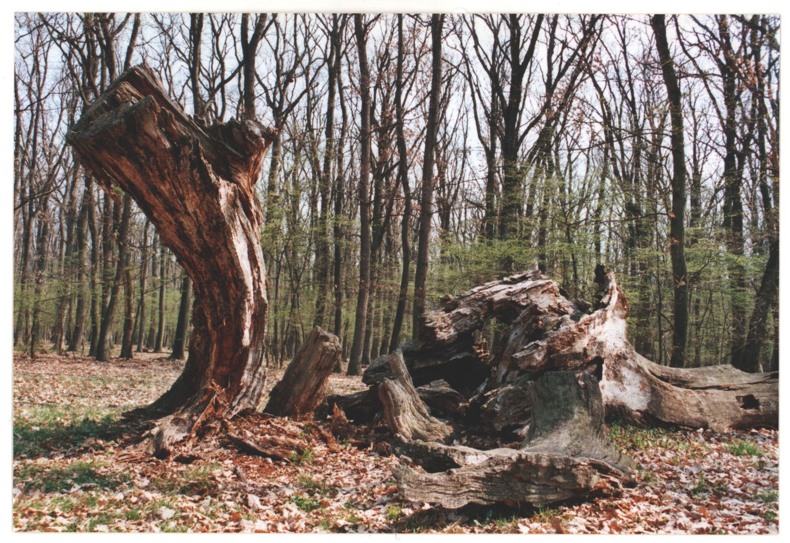 127 Banya-fa a Farkas-erdőben 2003-04-17