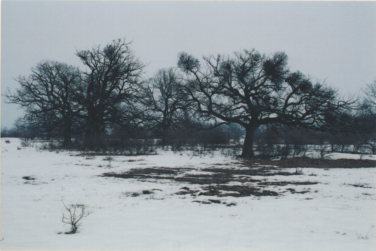 196 Öreg-cseres (Felhagyott fás legelő Isztimér határában) 2014-