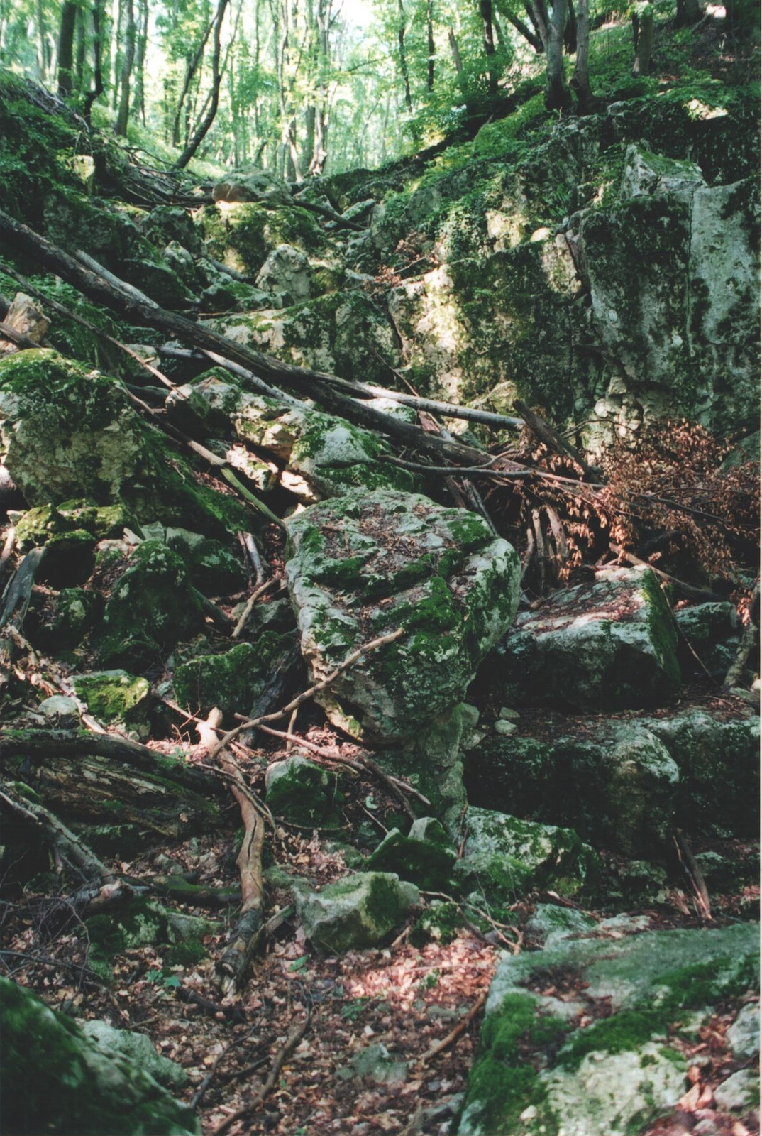 242 Mária-szakadék mohás sziklalépcsői a Tatai-árok peremén 2004