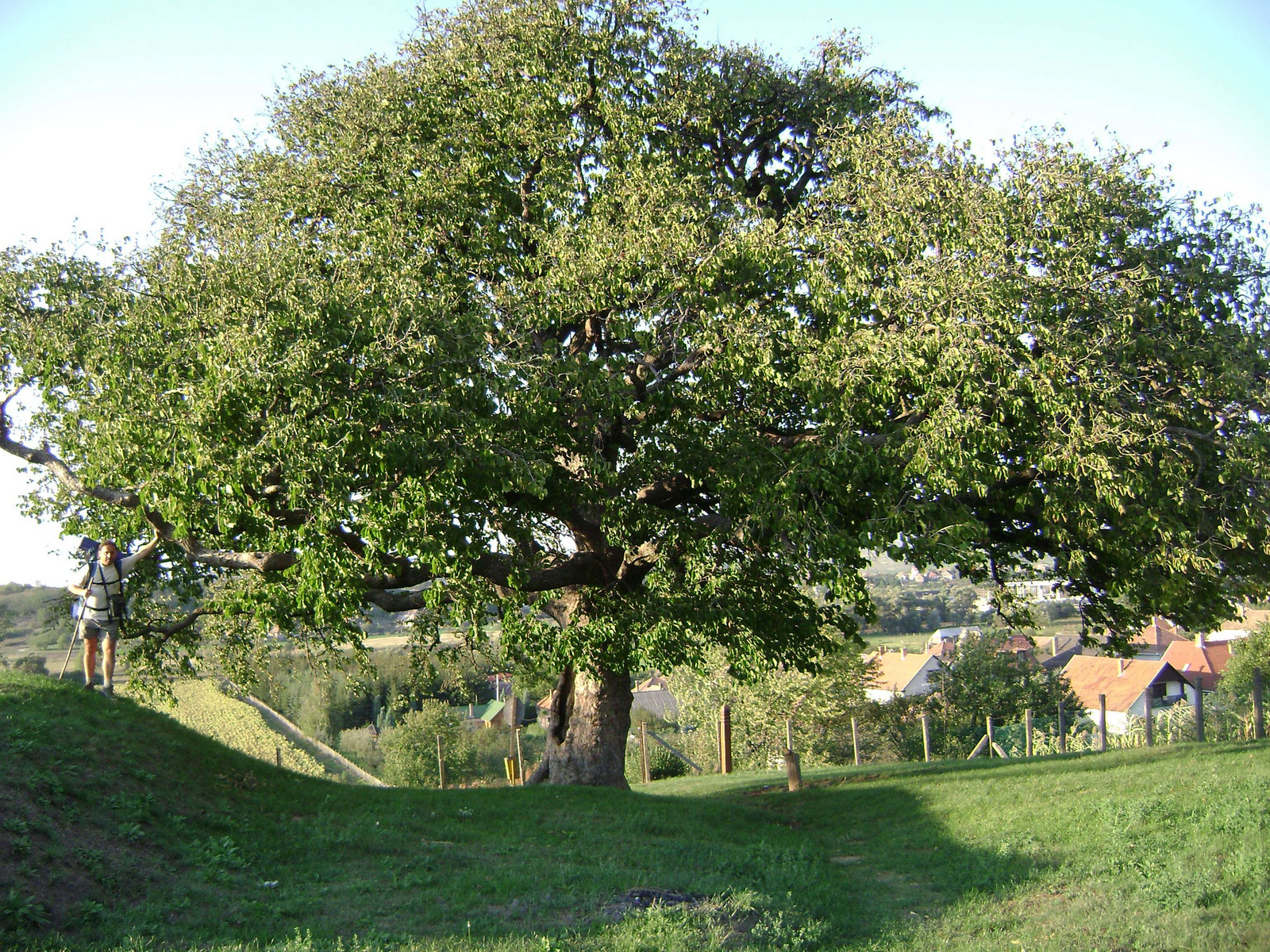 084 Romhány, Törökmogyorófa (Rákóczi-fa)
