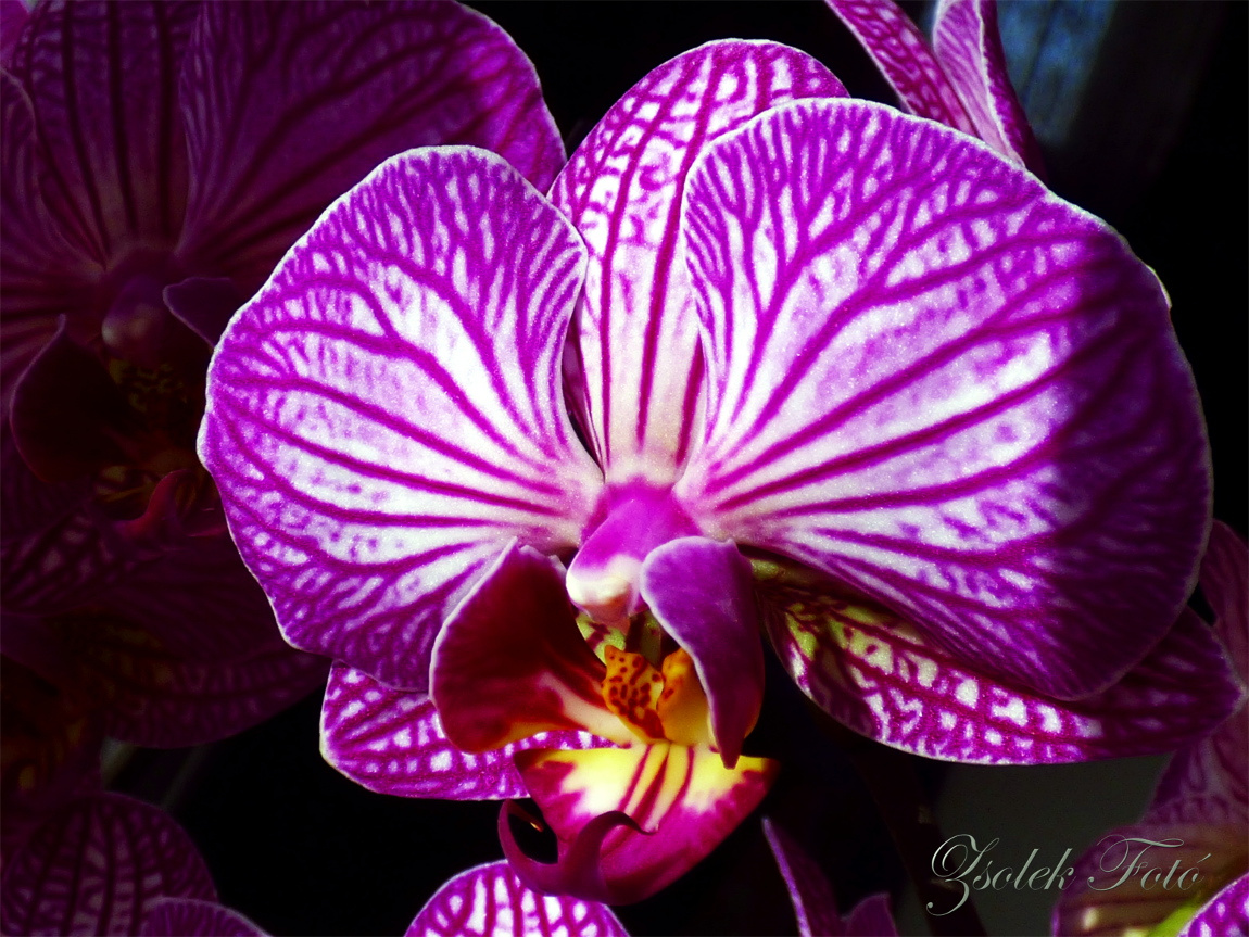 Orchidea