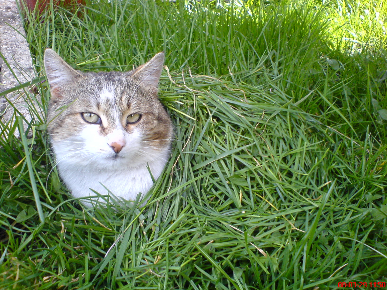 1 cat under the grass