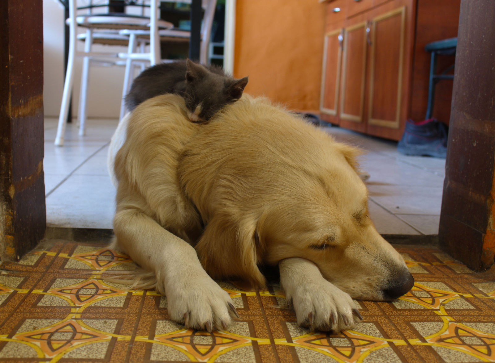 kutya-macska barátság
