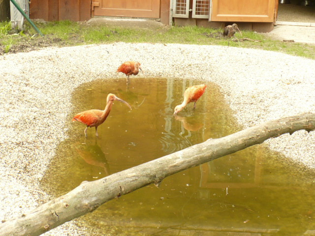 ZOO GYŐR