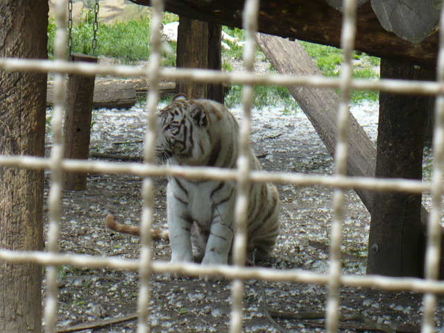 ZOO GYŐR