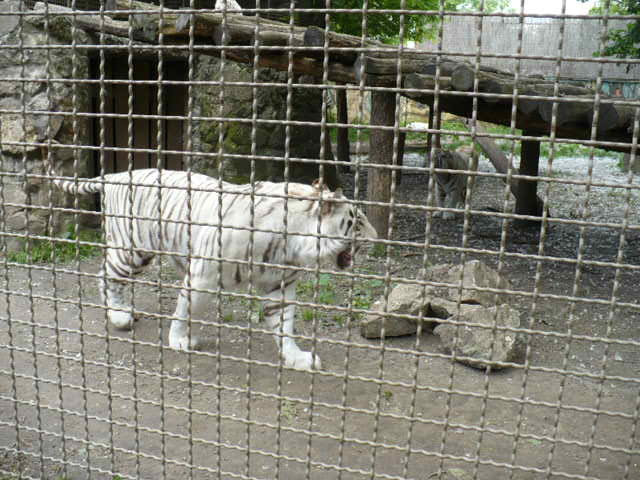 ZOO GYŐR