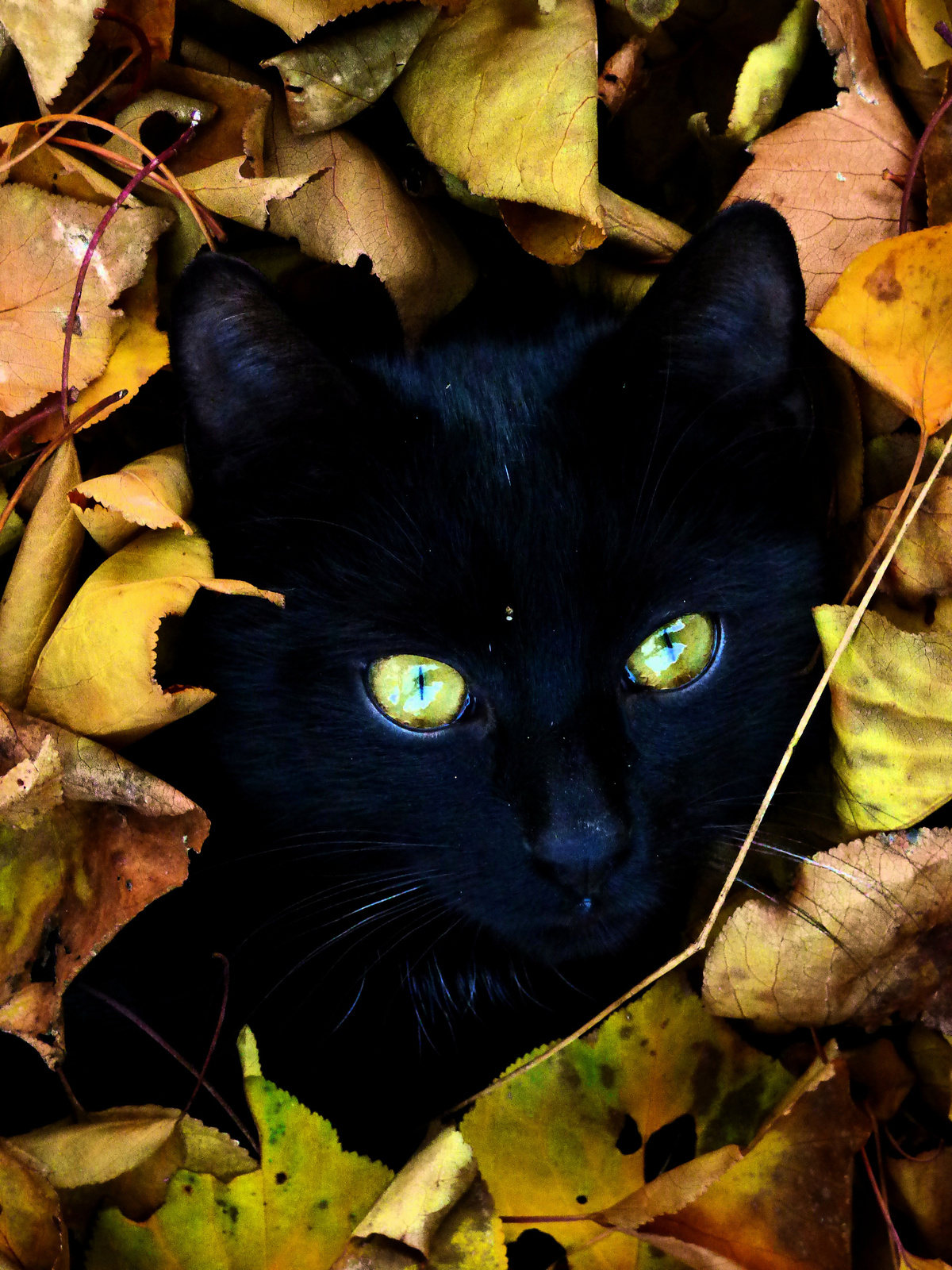 Kormos cica a levelek között
