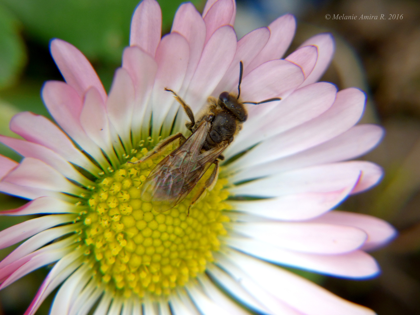 Kicsi méhecske