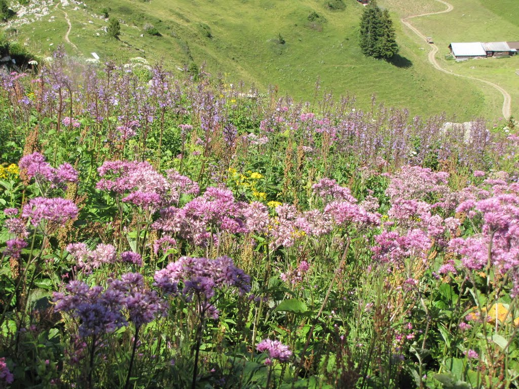 alpesi virágok a Jungfrau környékén, SzG3