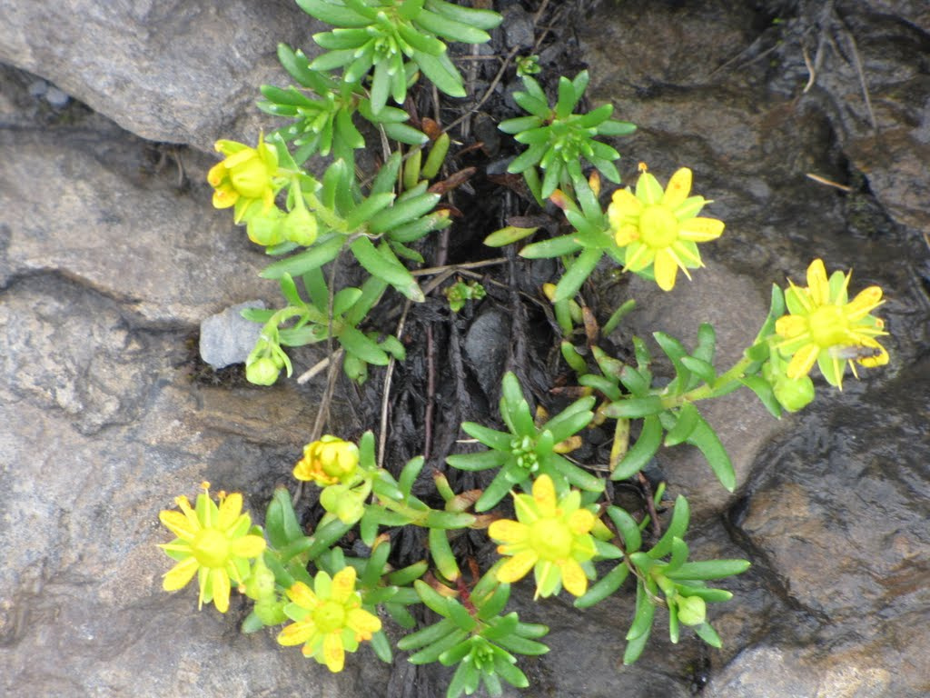 alpesi virágok a Jungfrau környékén, SzG3