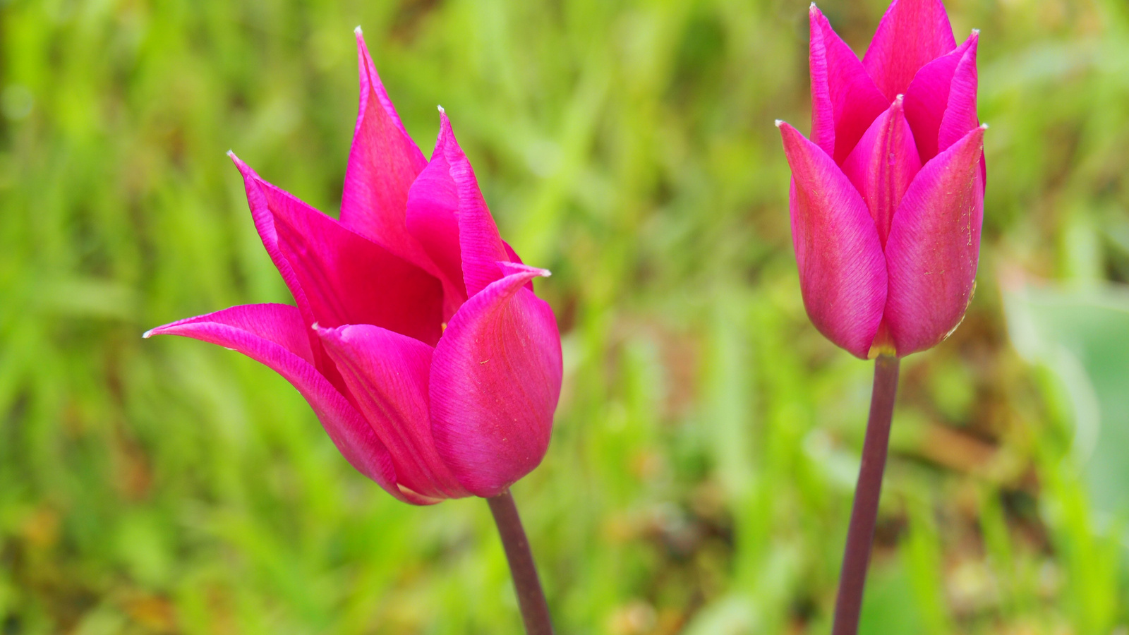 A pilisborosjenői tulipános kert, SzG3