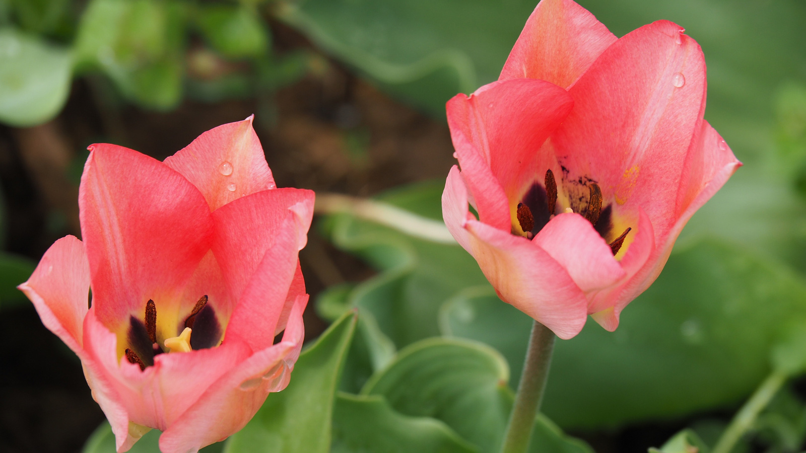 A pilisborosjenői tulipános kert, Queenstown, SzG3