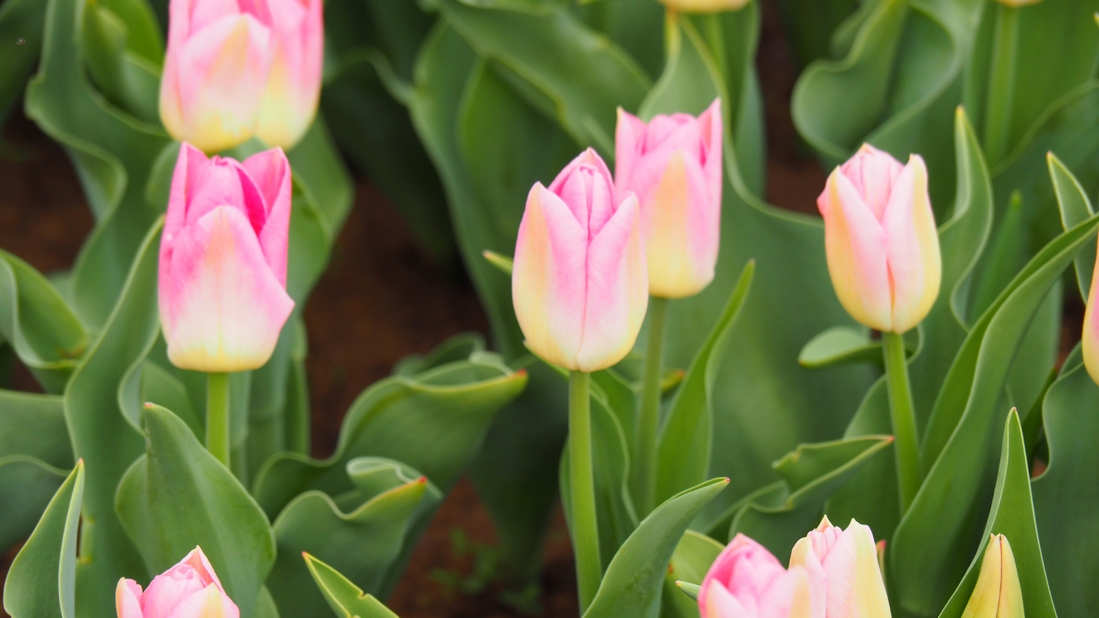 A pilisborosjenői tulipános kert, Dynasty, SzG3