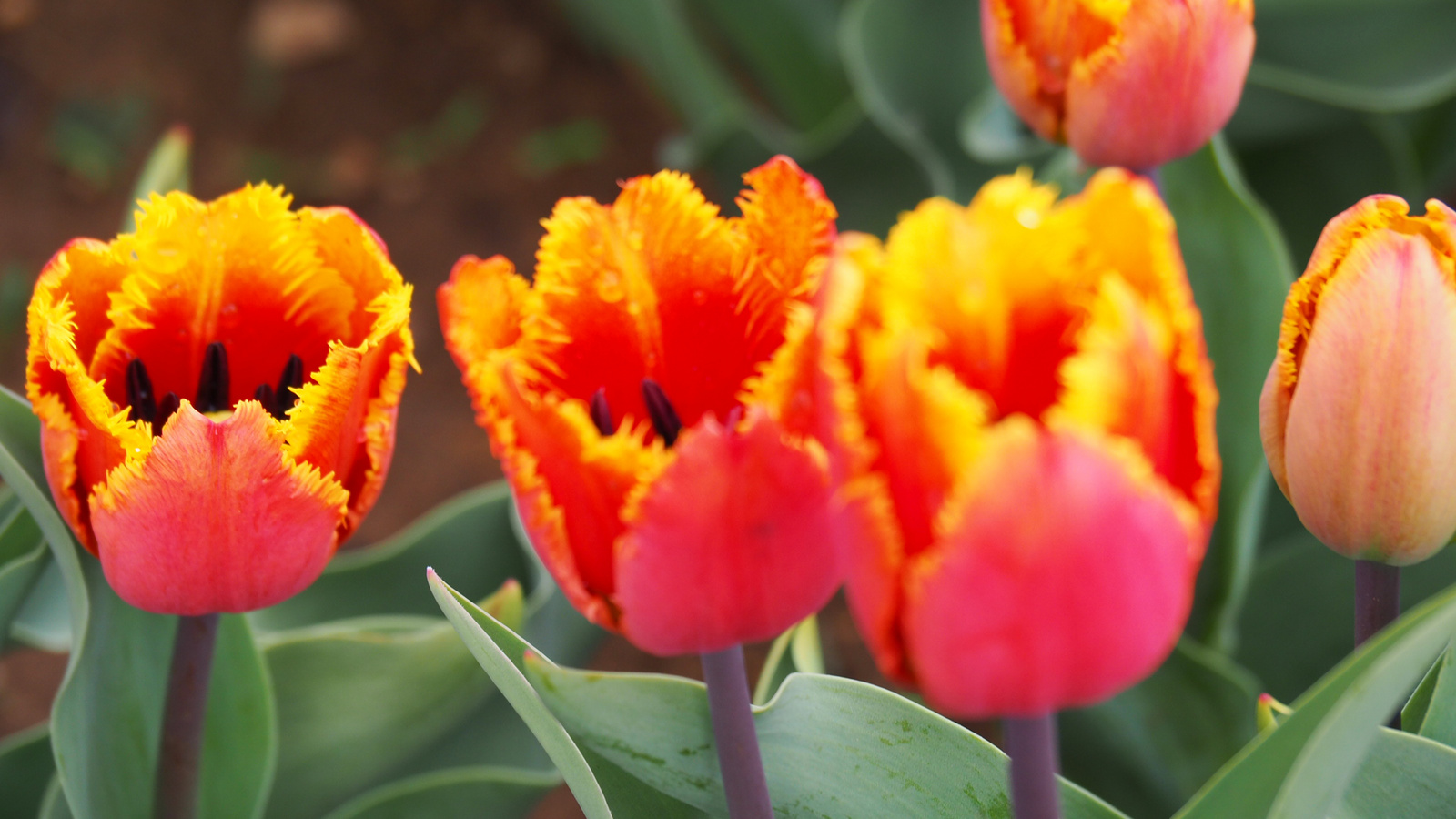 A pilisborosjenői tulipános kert, Tiano, SzG3