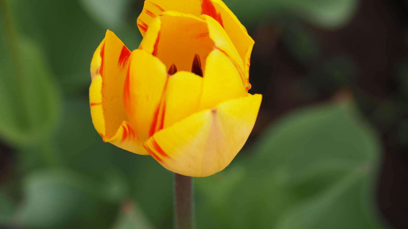 A pilisborosjenői tulipános kert, Olympic flame, SzG3